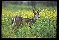 10065-00129-Whitetail Deer.jpg