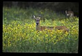 10065-00130-Whitetail Deer.jpg