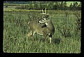 10065-00148-Whitetail Deer.jpg
