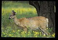 10065-00152-Whitetail Deer.jpg