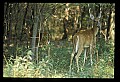 10065-00156-Whitetail Deer.jpg