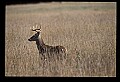 10065-00166-Whitetail Deer.jpg