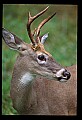 10065-00168-Whitetail Deer.jpg