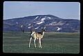 10065-00191-Whitetail Deer.jpg