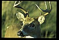 10065-00202-Whitetail Deer.jpg
