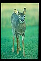 10065-00210-Whitetail Deer.jpg