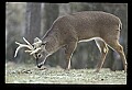 10065-00215-Whitetail Deer.jpg