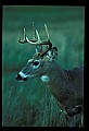 10065-00217-Whitetail Deer.jpg
