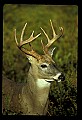10065-00228-Whitetail Deer.jpg