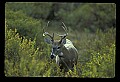 10065-00234-Whitetail Deer.jpg