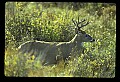 10065-00236-Whitetail Deer.jpg