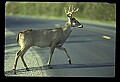10065-00239-Whitetail Deer.jpg
