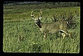 10065-00246-Whitetail Deer.jpg