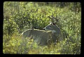10065-00267-Whitetail Deer.jpg