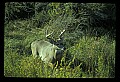 10065-00268-Whitetail Deer.jpg