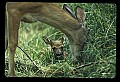 10065-00290-Whitetail Deer.jpg