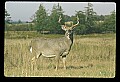 10065-00295-Whitetail Deer.jpg