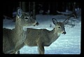 10065-00311-Whitetail Deer.jpg
