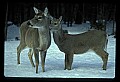 10065-00312-Whitetail Deer.jpg