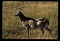 10065-00315-Whitetail Deer.jpg