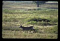 10065-00329-Whitetail Deer.jpg