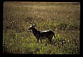 10065-00345-Whitetail Deer.jpg