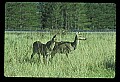 10065-00355-Whitetail Deer.jpg