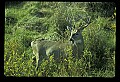 10065-00378-Whitetail Deer.jpg