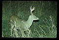 10065-00385-Whitetail Deer.jpg