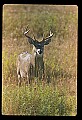 10065-00400-Whitetail Deer.jpg