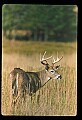 10065-00408-Whitetail Deer.jpg