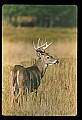 10065-00409-Whitetail Deer.jpg