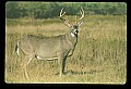 10065-00410-Whitetail Deer.jpg
