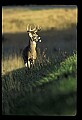 10065-00419-Whitetail Deer.jpg
