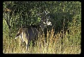 10065-00420-Whitetail Deer.jpg