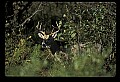 10065-00421-Whitetail Deer.jpg