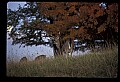 10067-00008-Whitetail Deer-Antlers.jpg