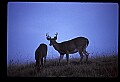 10067-00013-Whitetail Deer-Antlers.jpg