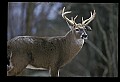 10067-00024-Whitetail Deer-Antlers.jpg