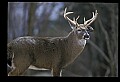 10067-00025-Whitetail Deer-Antlers.jpg