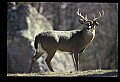 10067-00026-Whitetail Deer-Antlers.jpg