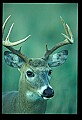 10067-00029-Whitetail Deer-Antlers.jpg
