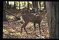 10067-00044-Whitetail Deer-Antlers.jpg