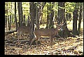 10067-00052-Whitetail Deer-Antlers.jpg