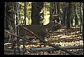 10067-00056-Whitetail Deer-Antlers.jpg