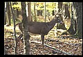 10067-00057-Whitetail Deer-Antlers.jpg