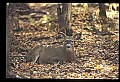 10067-00067-Whitetail Deer-Antlers.jpg