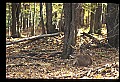 10067-00077-Whitetail Deer-Antlers.jpg