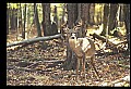 10067-00089-Whitetail Deer-Antlers.jpg