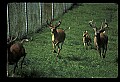 10067-00102-Whitetail Deer-Antlers.jpg